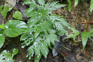 Selaginella flabellata   
